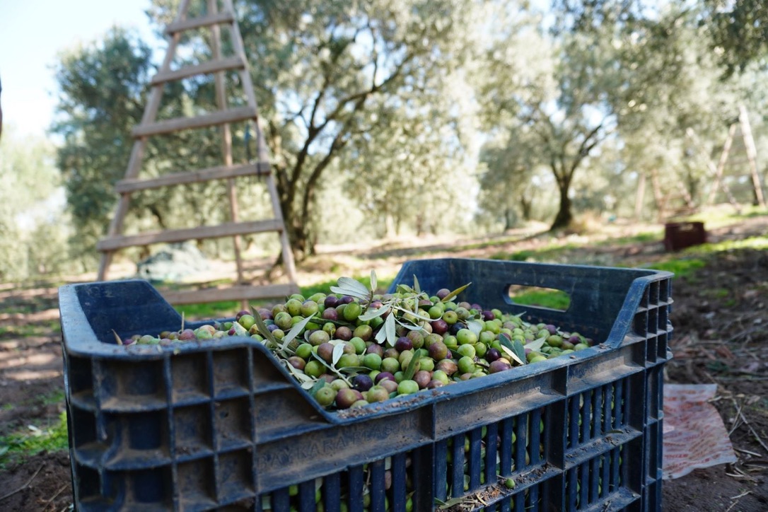 Freshly harvested olives in agricultural crates
